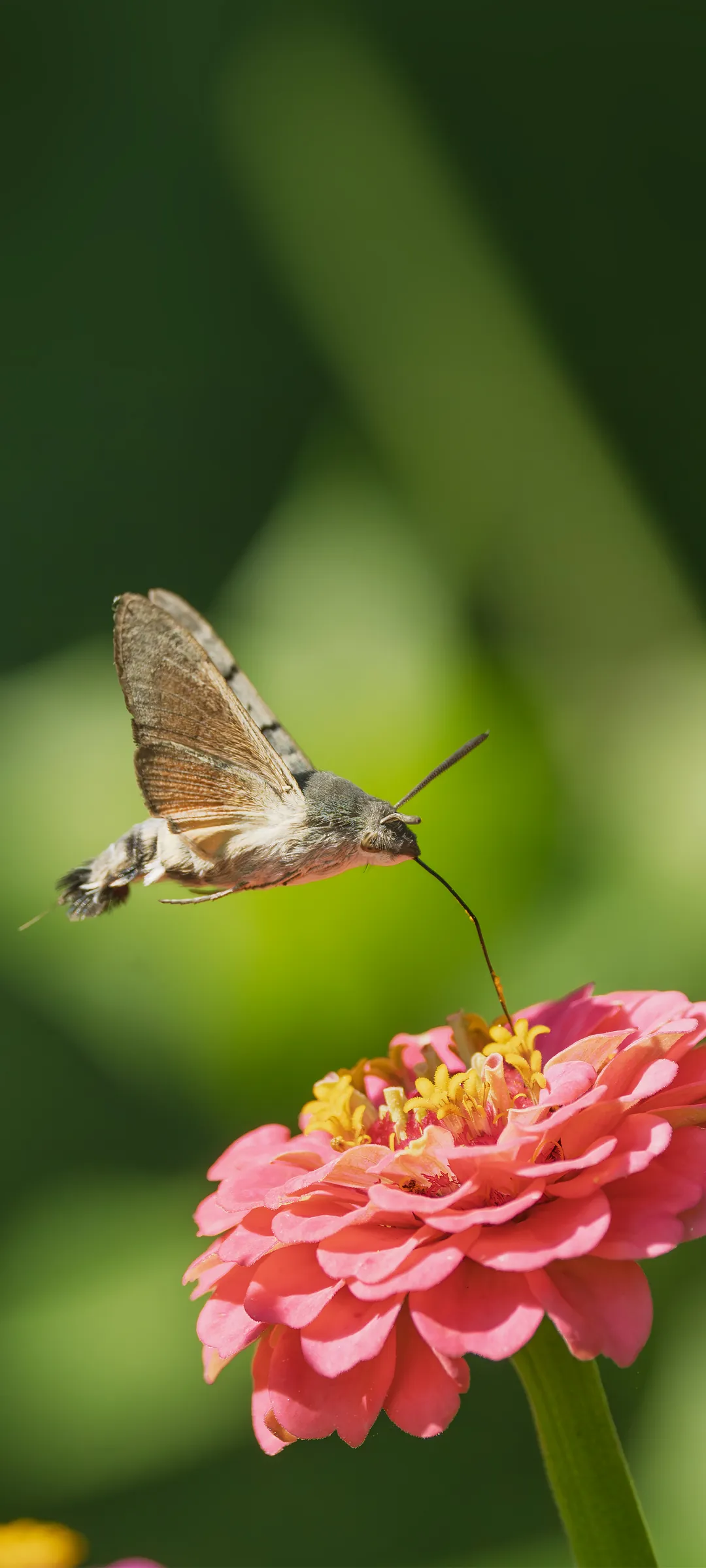Метелик Язикан Бражник (Hummingbird Hawk-Moth) — шпалери для телефону